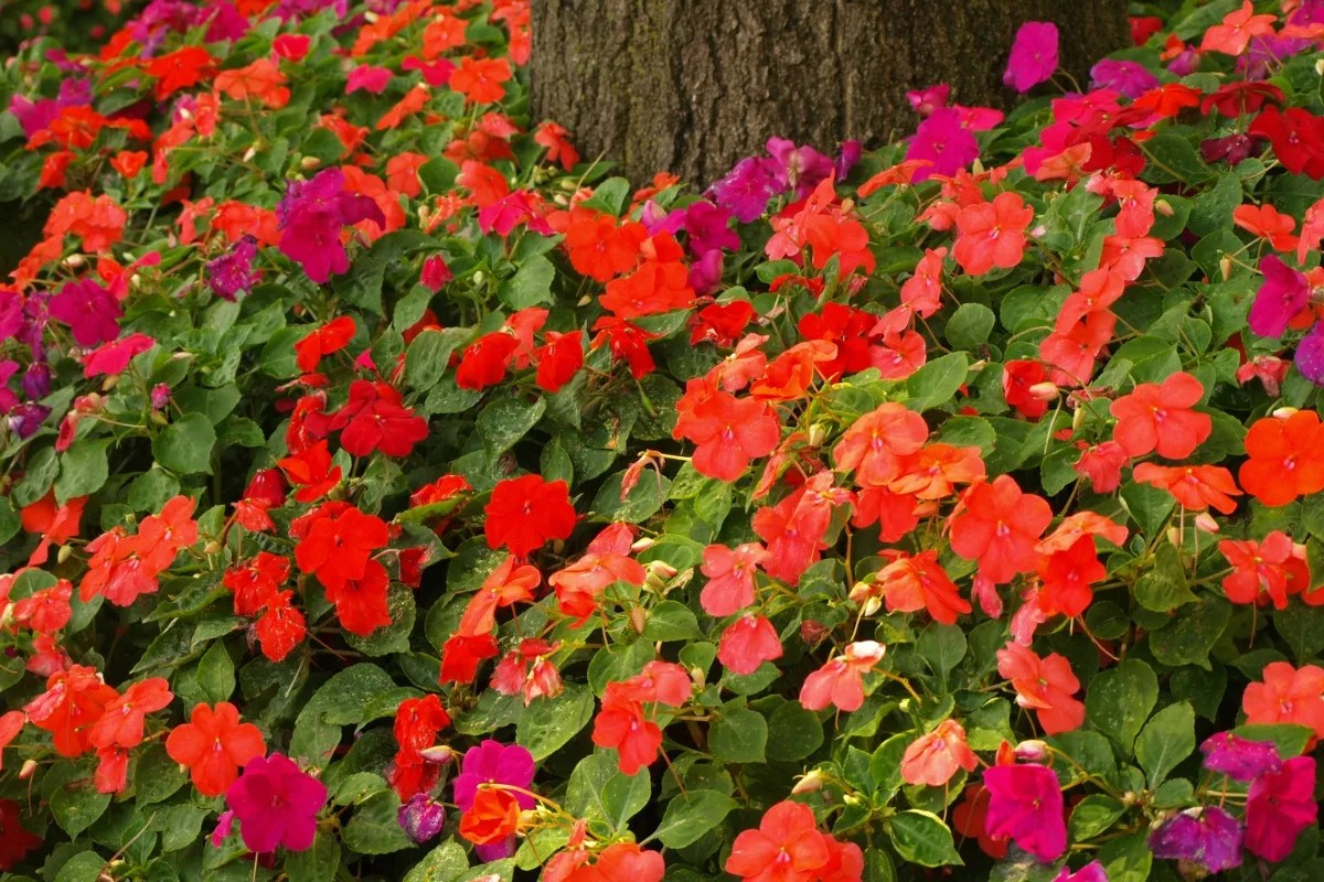 How to Grow and Care for Impatiens