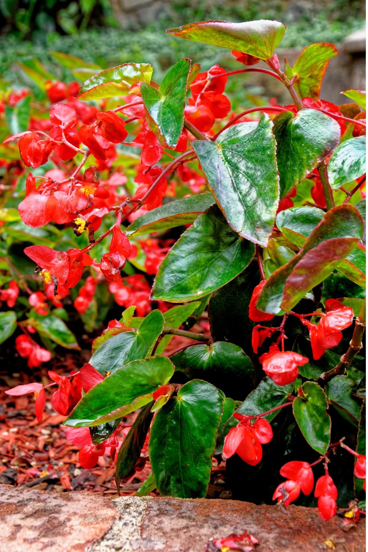 How to Grow and Care for Begonias