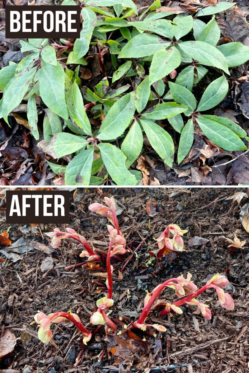 How to Prune Hellebores (and when!)