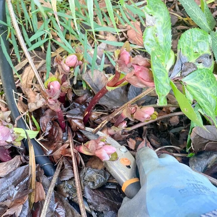 What to do with hellebores in summer