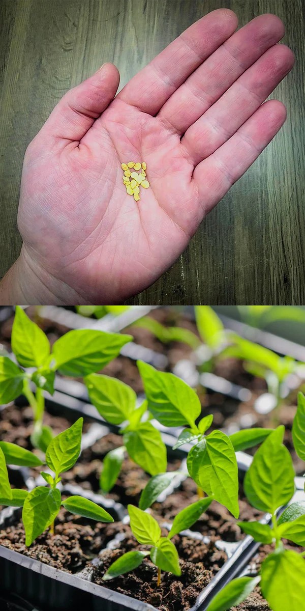 How To Grow Peppers From Seed HOSS