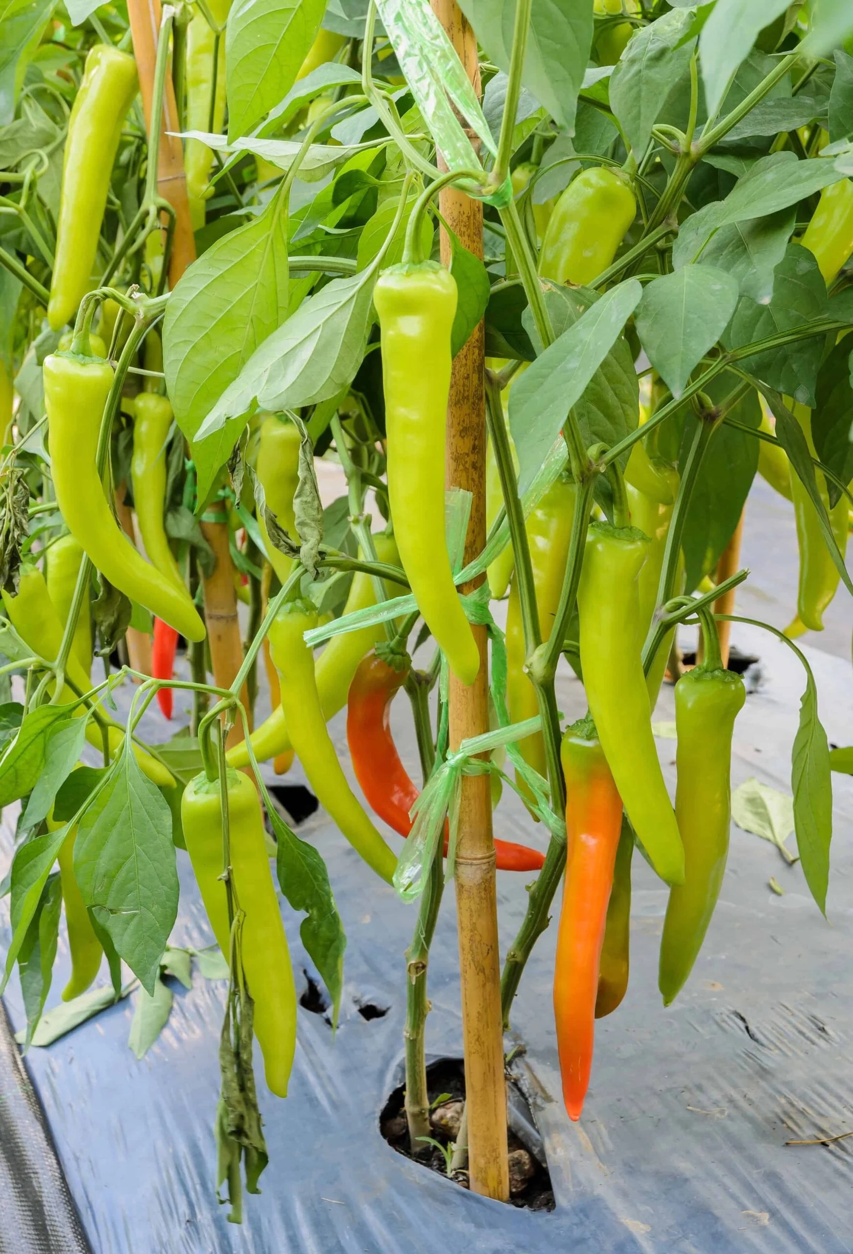 When To Pick Banana Peppers From The Garden Grow Hot Peppers