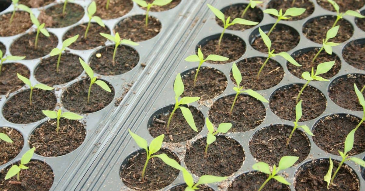 Germinating Pepper Seeds 3 Tricks To Get Them To Sprout Grow Hot Peppers