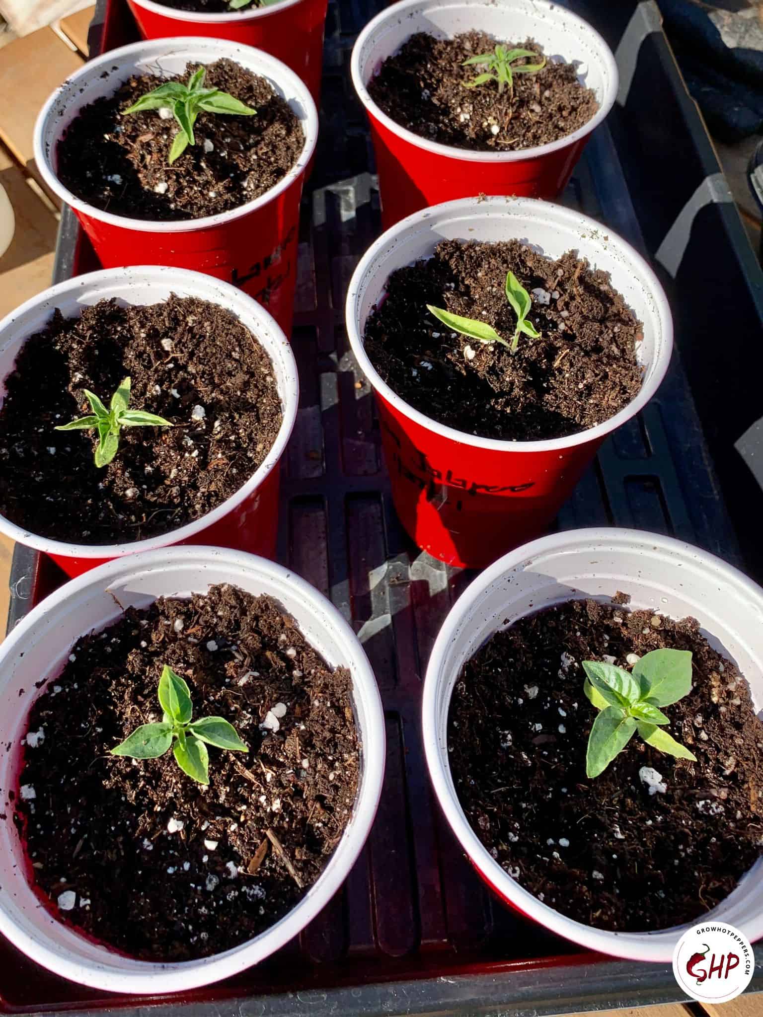 When To Plant Peppers 11 Best Garden Zones For Chiles (+ Seed Planting