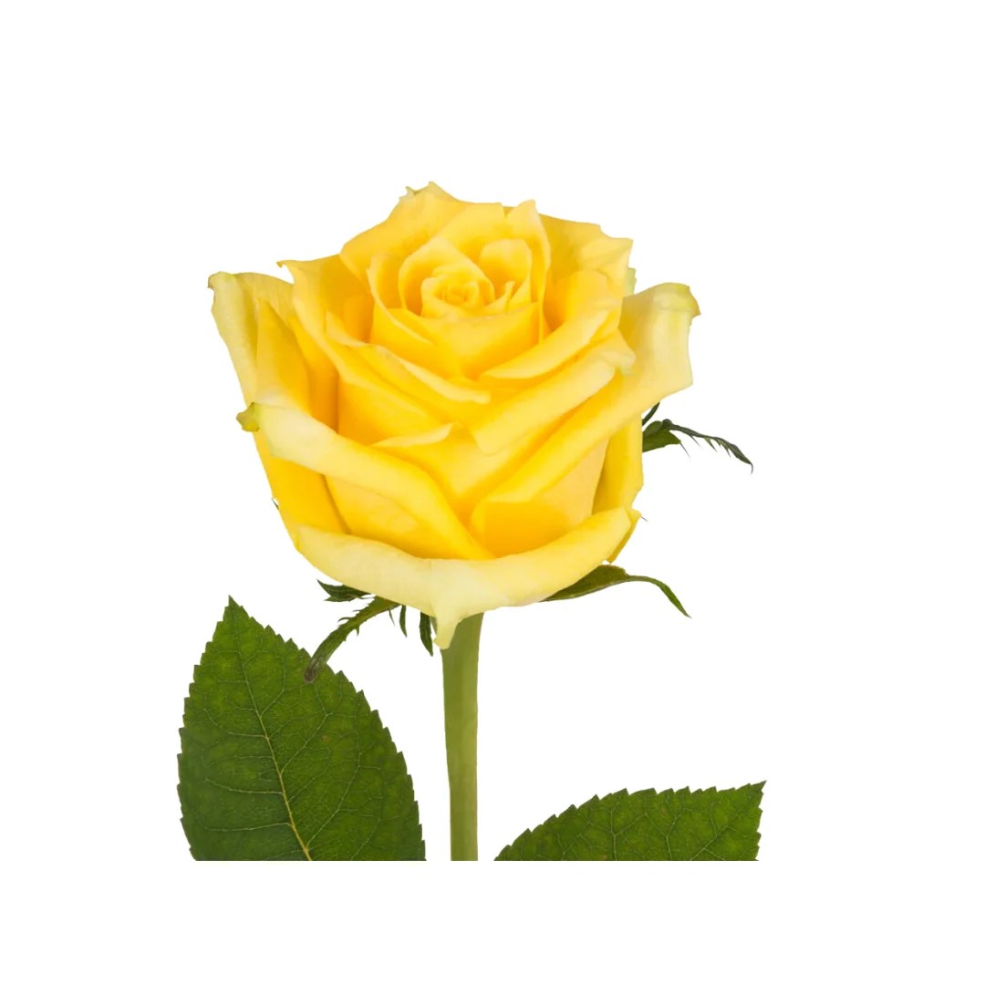 ROSAS AMARILLAS Growing Global