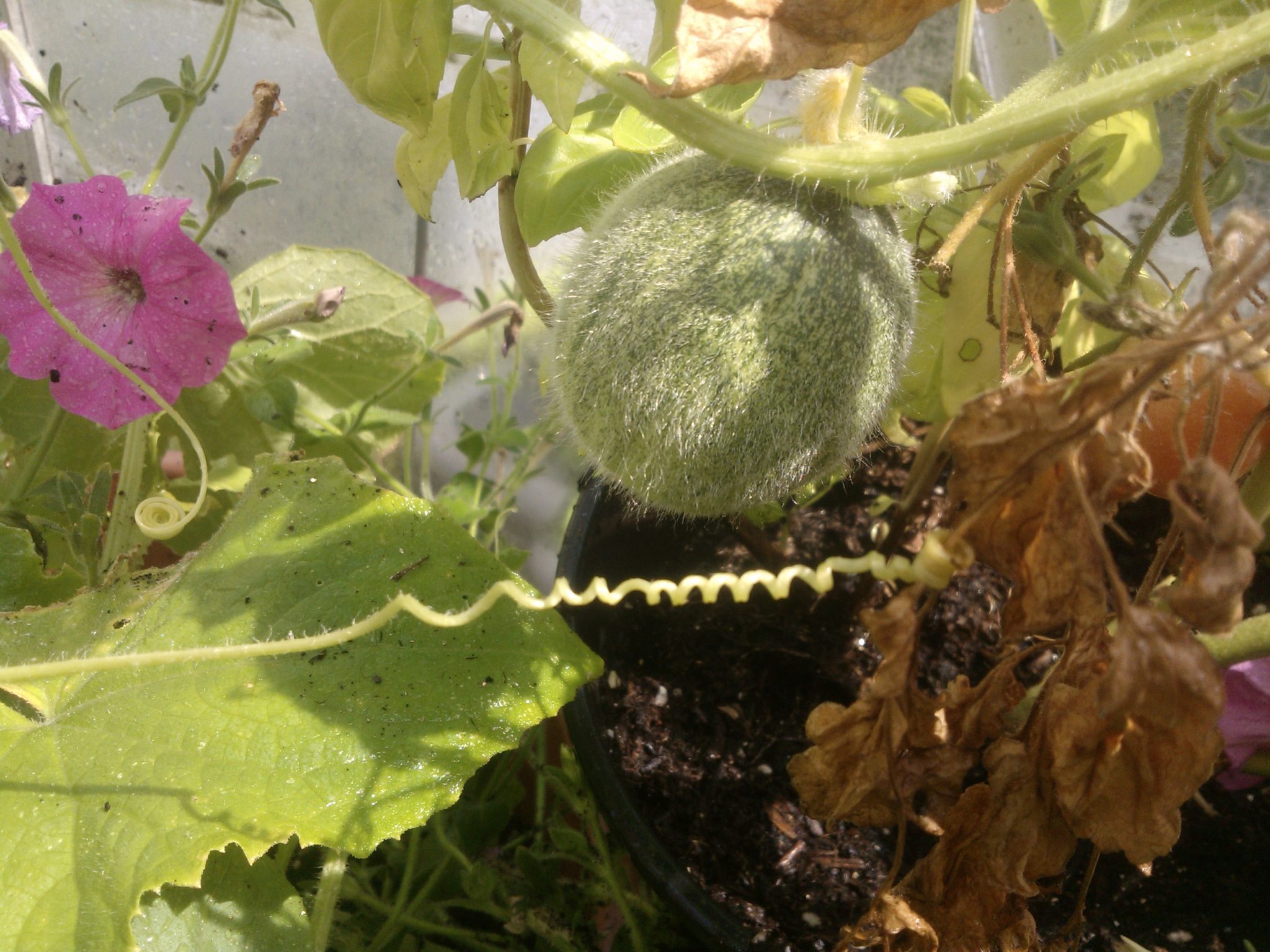 The 5 Easiest Vegetables to grow in containers Growing Guides