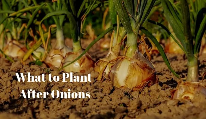 What to Plant After Onions Growing Guides