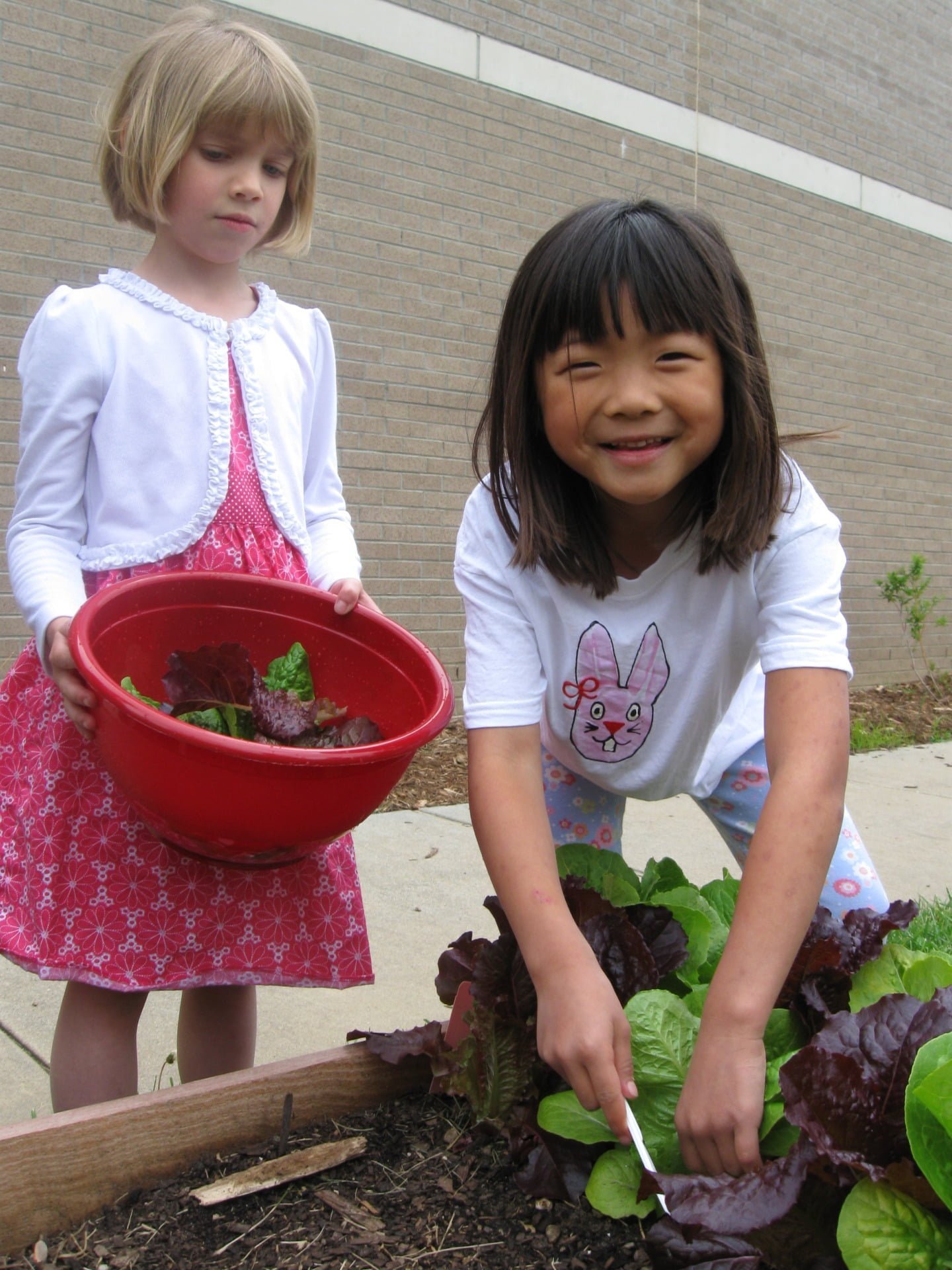 Steps to a Classroom Garden Growing Minds