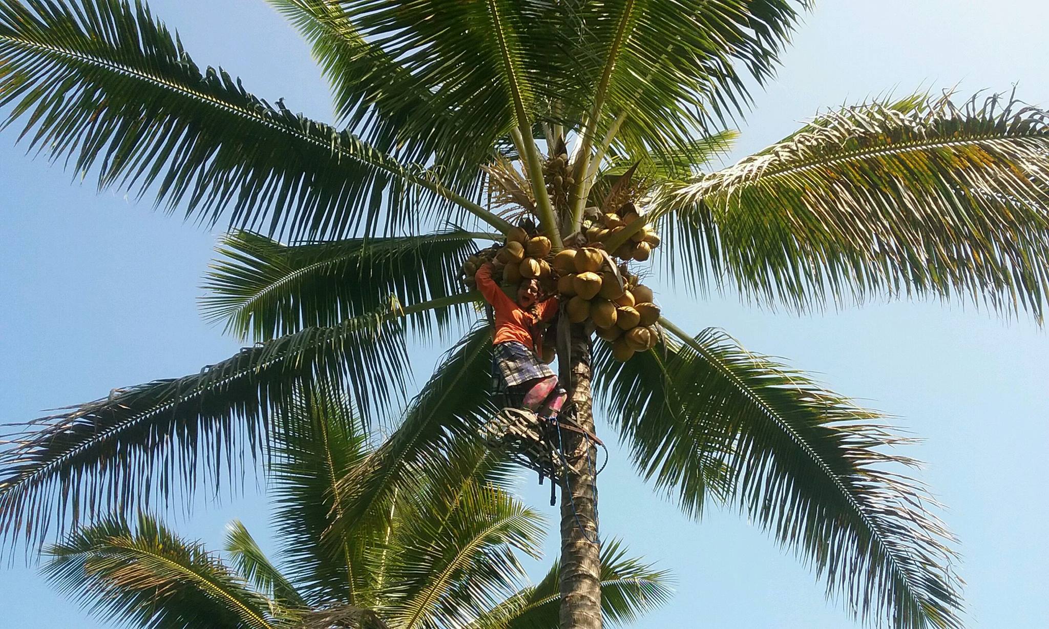 coconuts Growing 1 Future