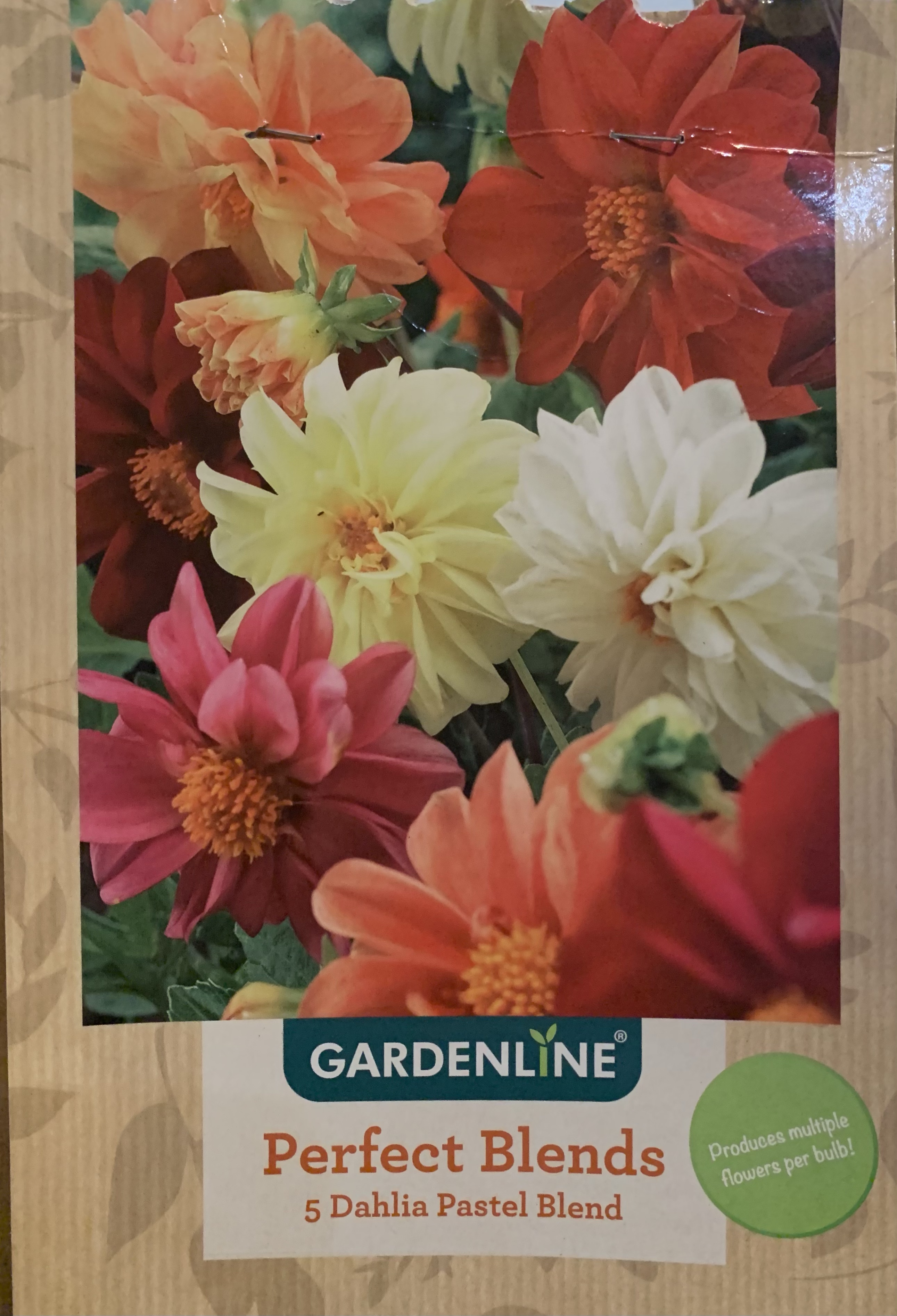 Aldi bulbs Growing alongside my Plants