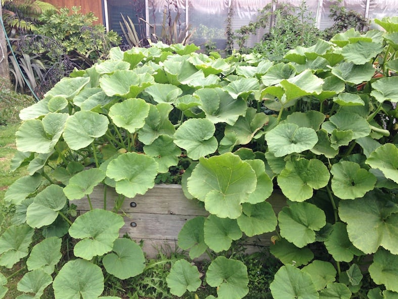 How To Prune Your Pumpkin Patch Growing And Gathering