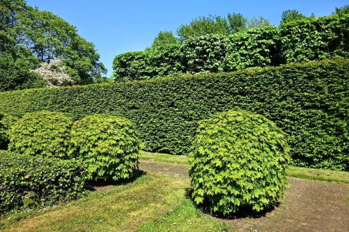 Types of Hedges and What Plants Are Best For Hedging