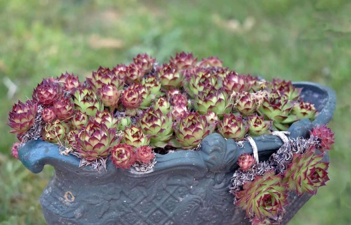 How To Grow Hens And Chicks A Complete Guide
