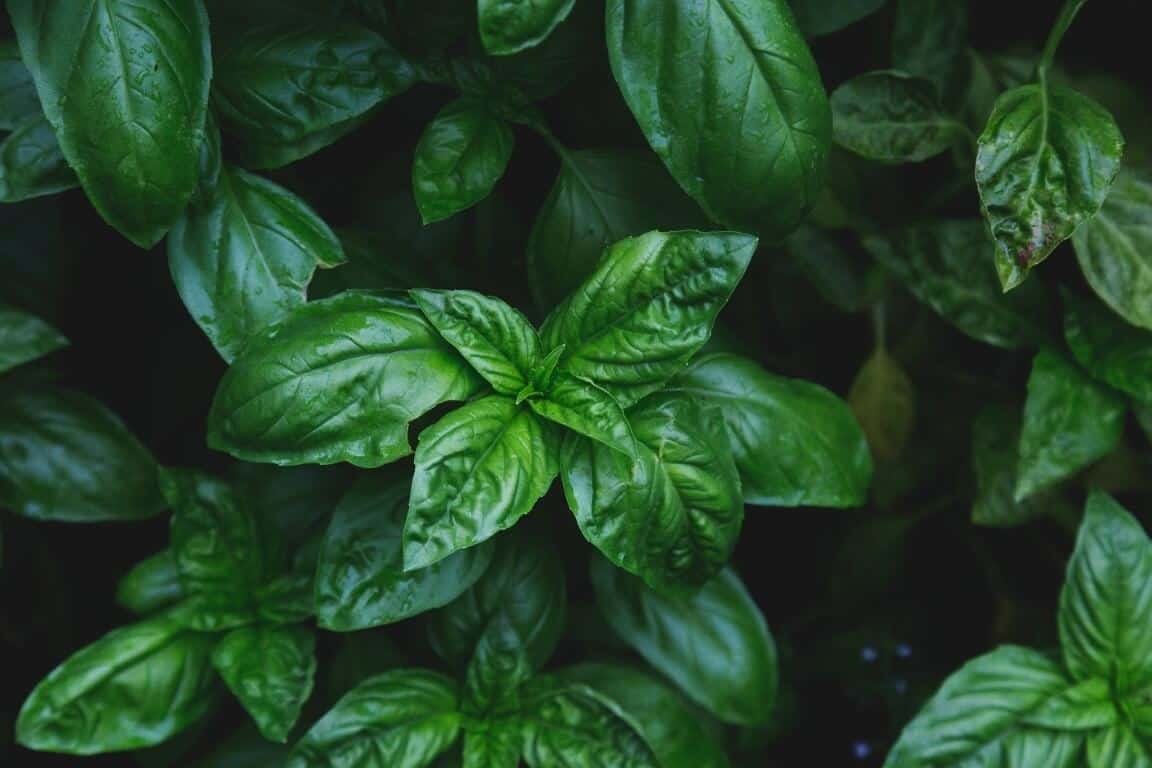 How to Dry Basil and Keep them Fresh for Long