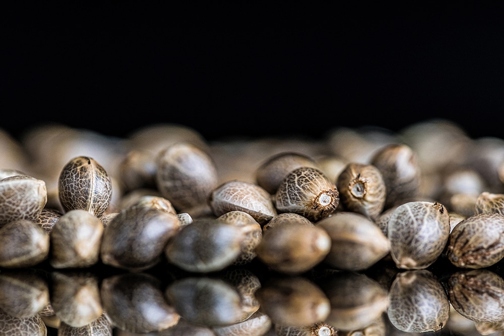 What Is A Cannabis Seed? Growing Exposed