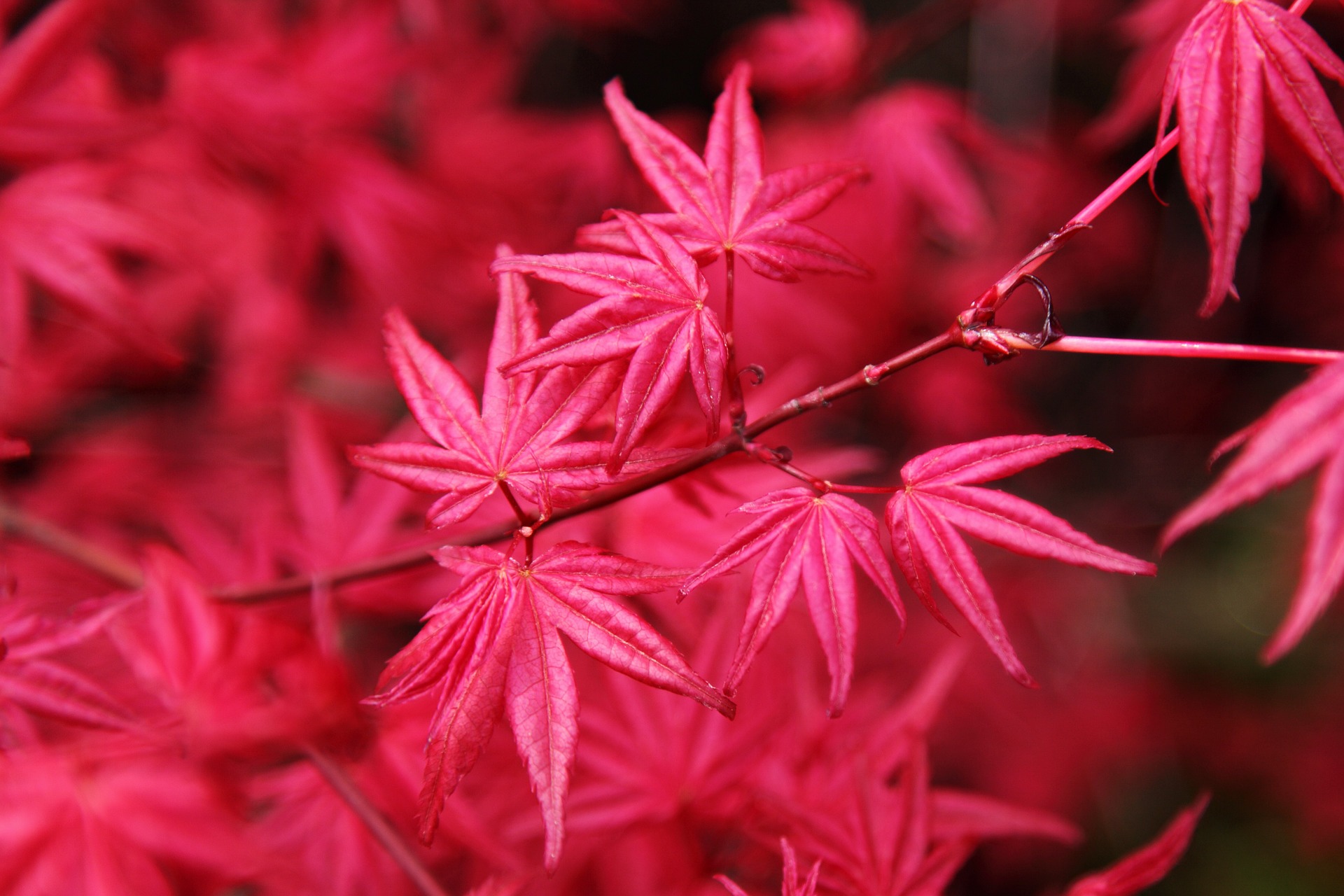All About the Japanese Maple Growing Family