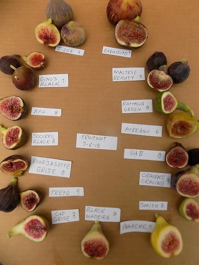 Some pretty pictures of 16 fig varieties ripe now Pictures! Growing