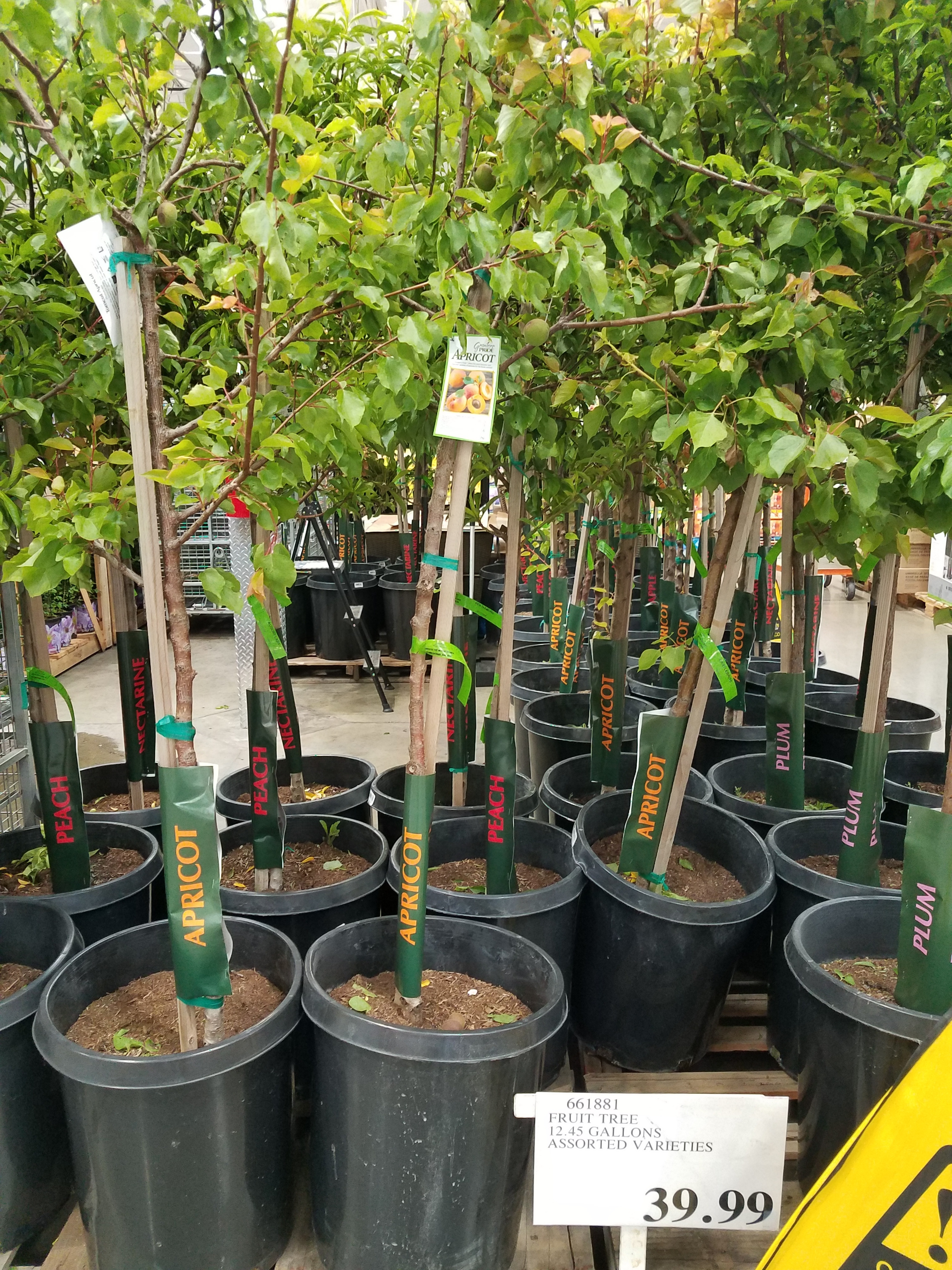 Costco Trees General Fruit Growing Growing Fruit