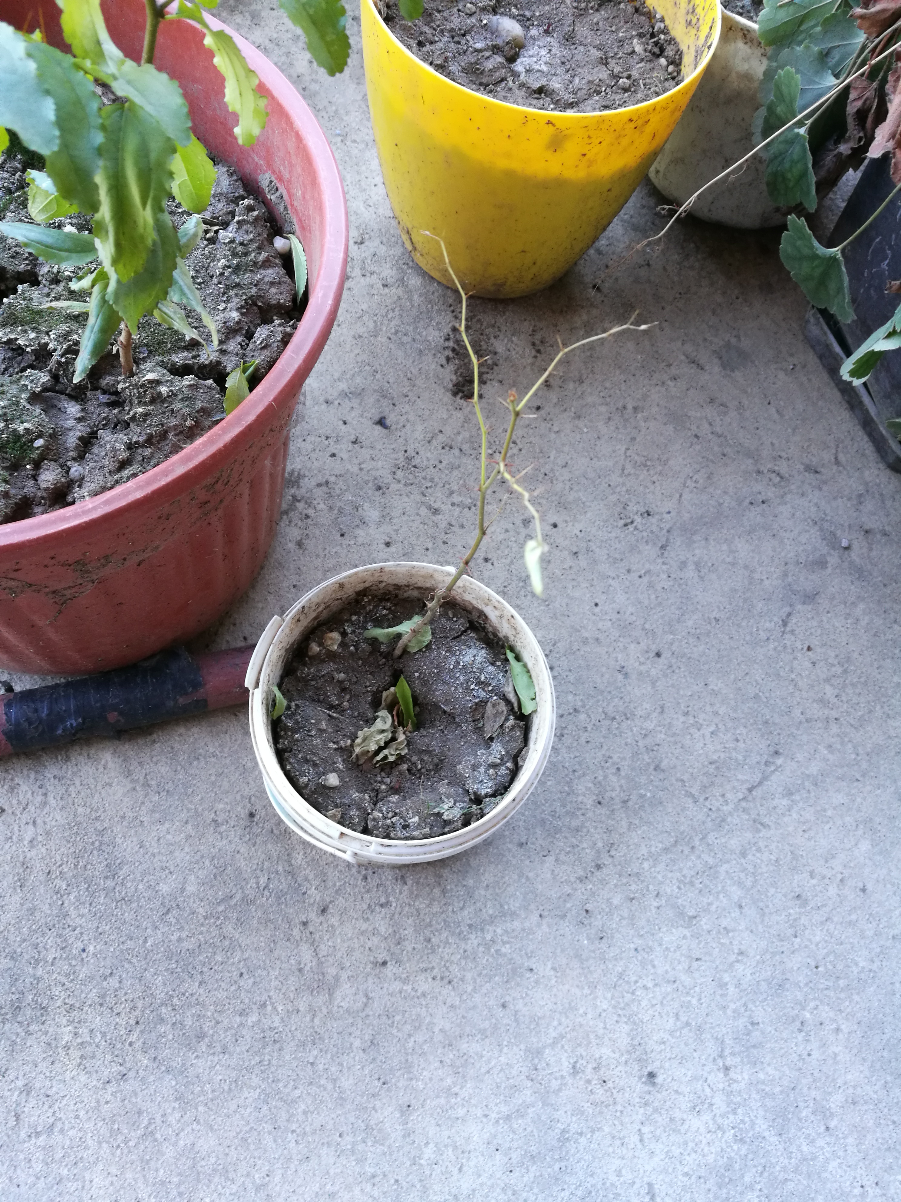 Jujube from seed Pictures! Growing Fruit