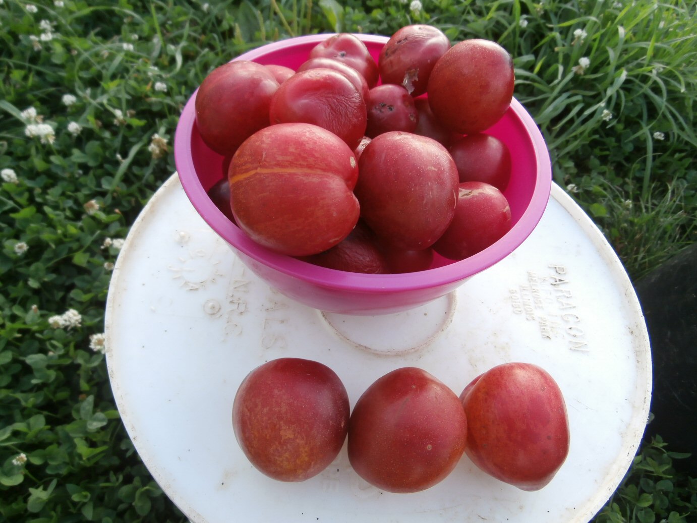 Ussuri plum (prunus triflora?) General Fruit Growing Growing Fruit