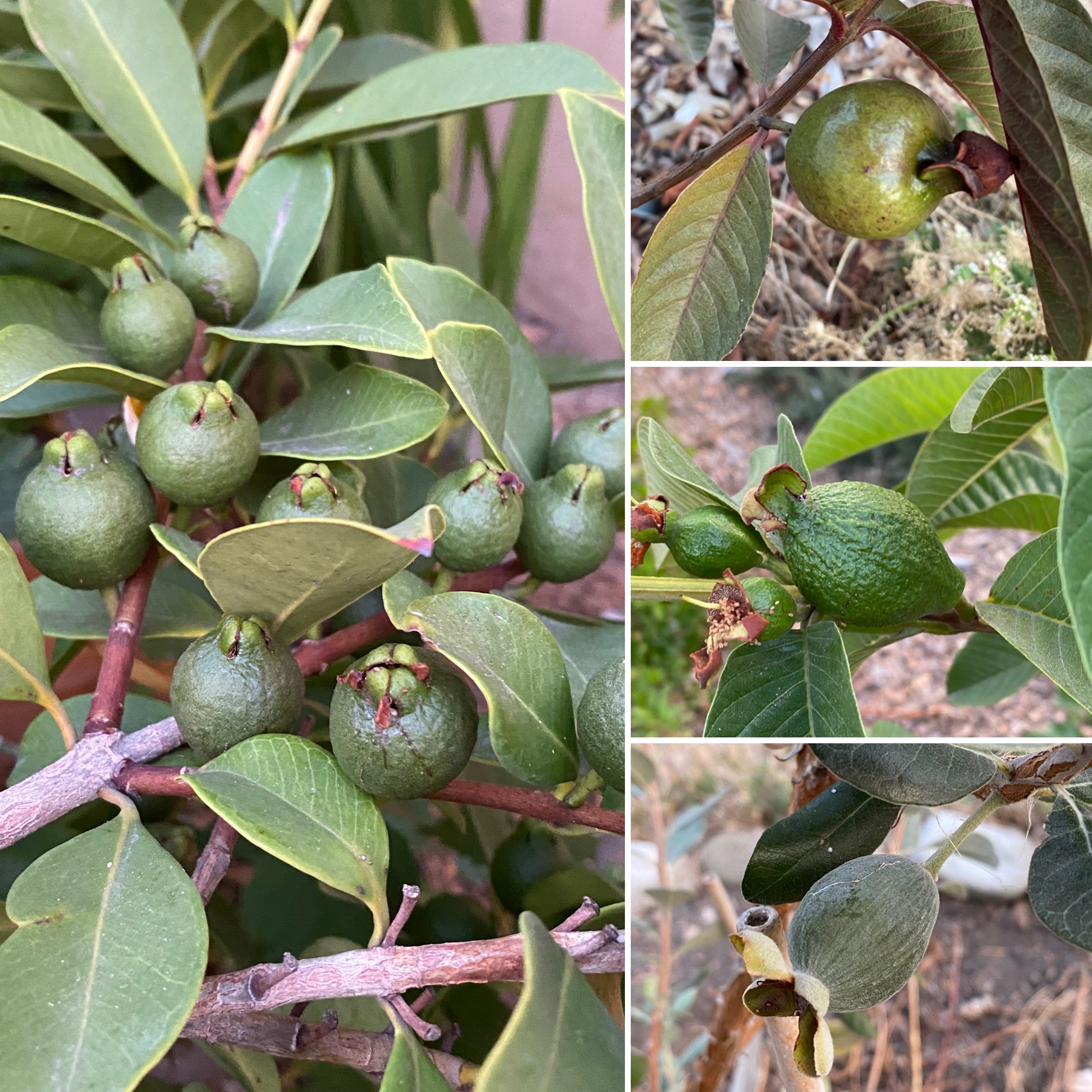 Growing different varieties of Guava General Fruit Growing Growing