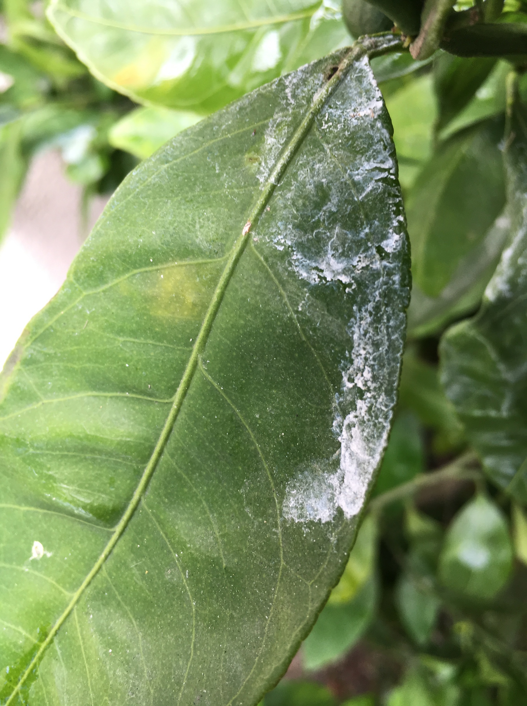 Citrus white residue (GWSS?) General Fruit Growing Growing Fruit