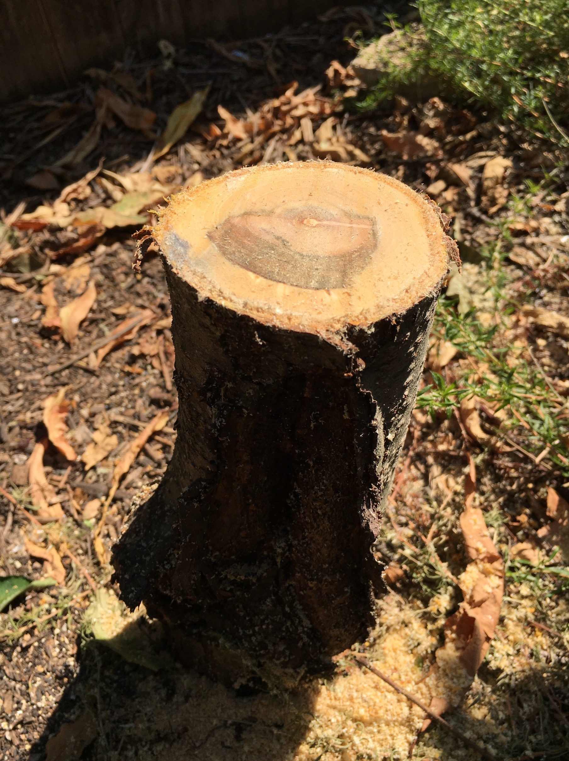 Nectarine, split bark and oozing General Fruit Growing Growing Fruit