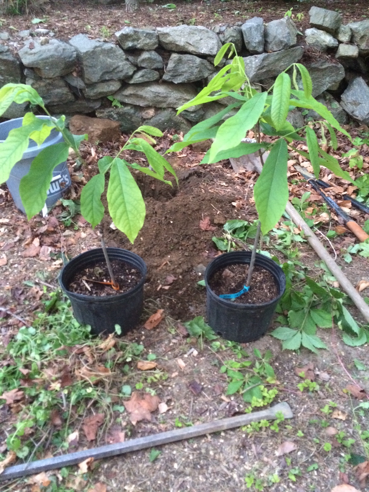 Transplanting PawPaws from 3gal. pots General Fruit Growing Growing Fruit
