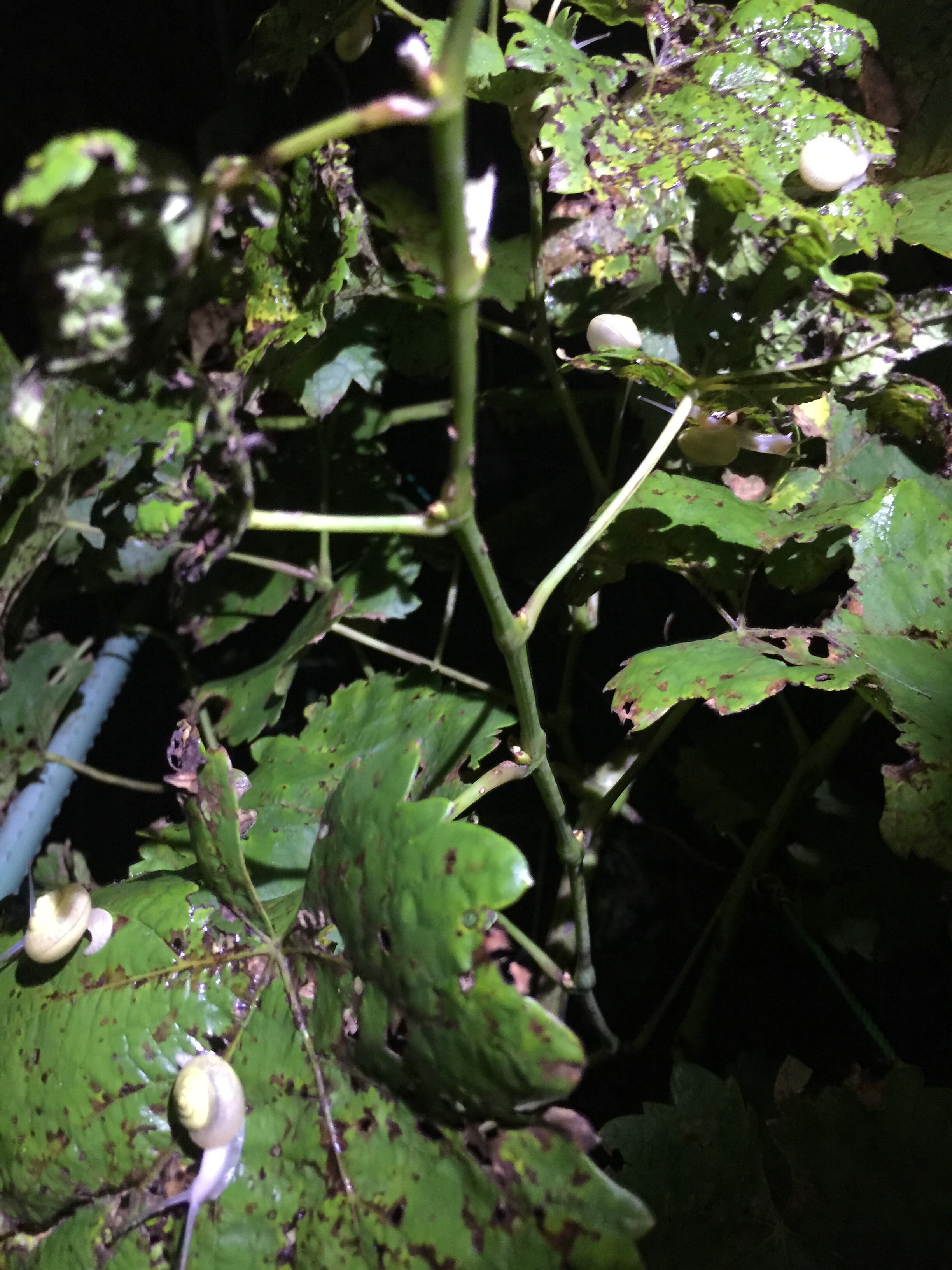 Are snails bad for fruit trees? General Fruit Growing Growing Fruit