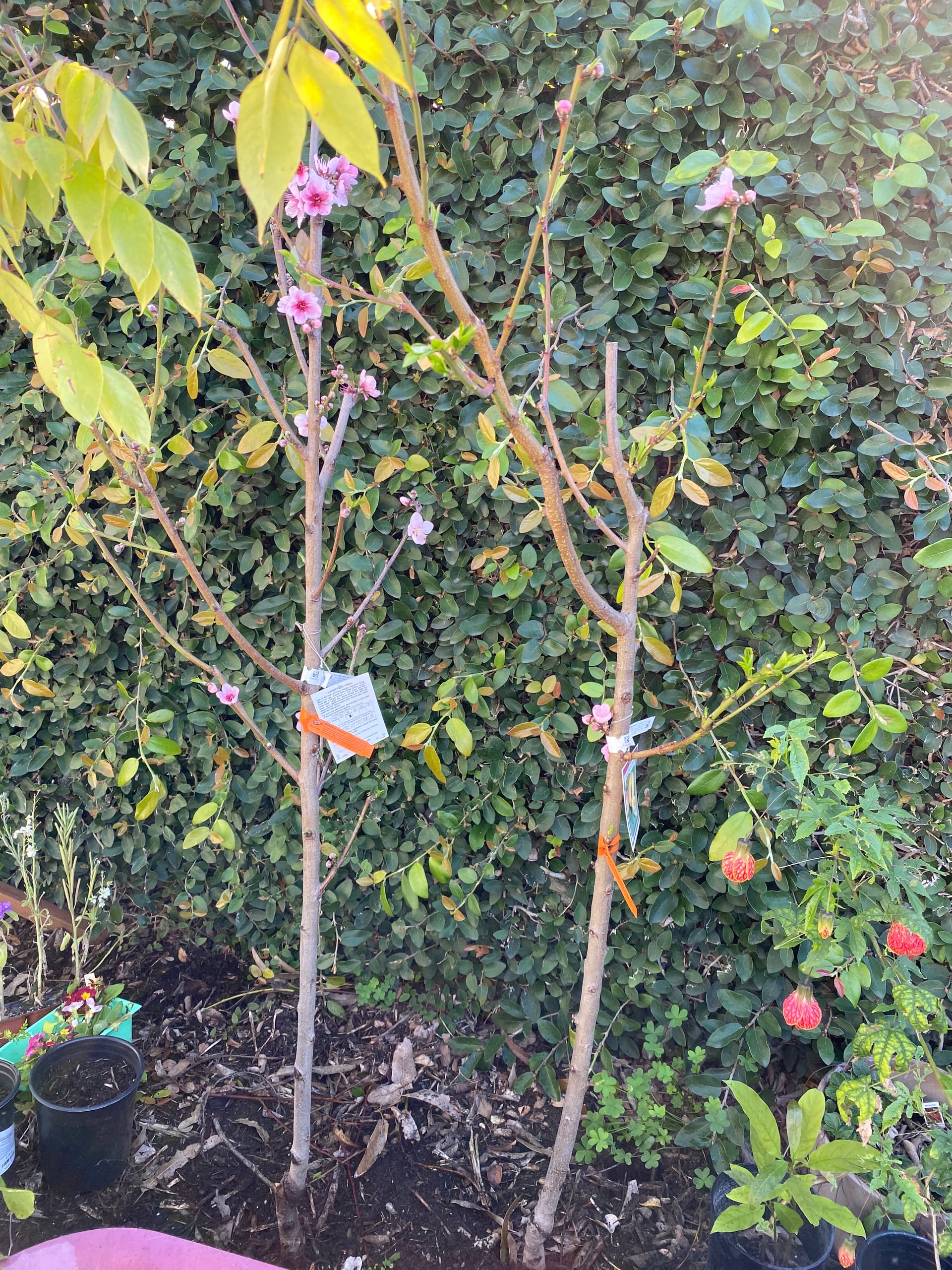 Using Dave Wilson techniques to keep trees small Pictures! Growing