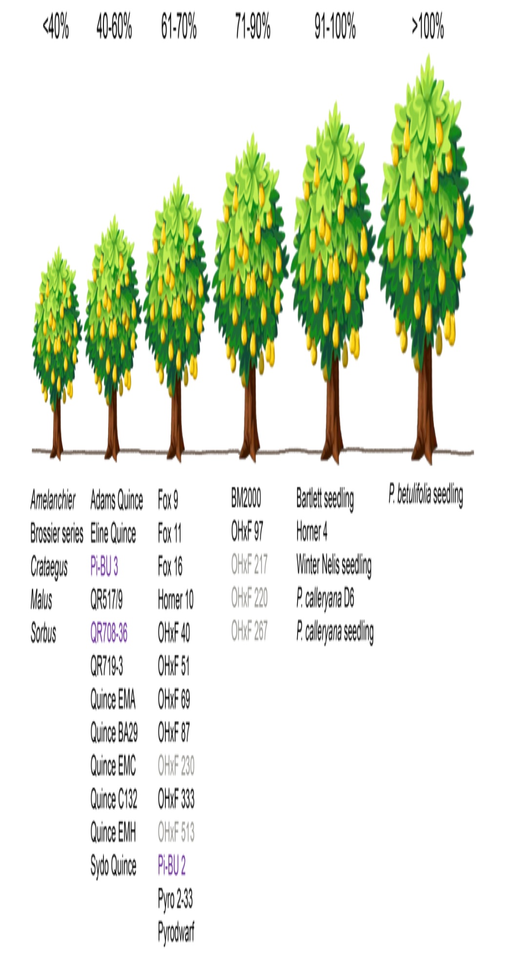 Exposing the truth about standard versus dwarf fruit tree rootstock
