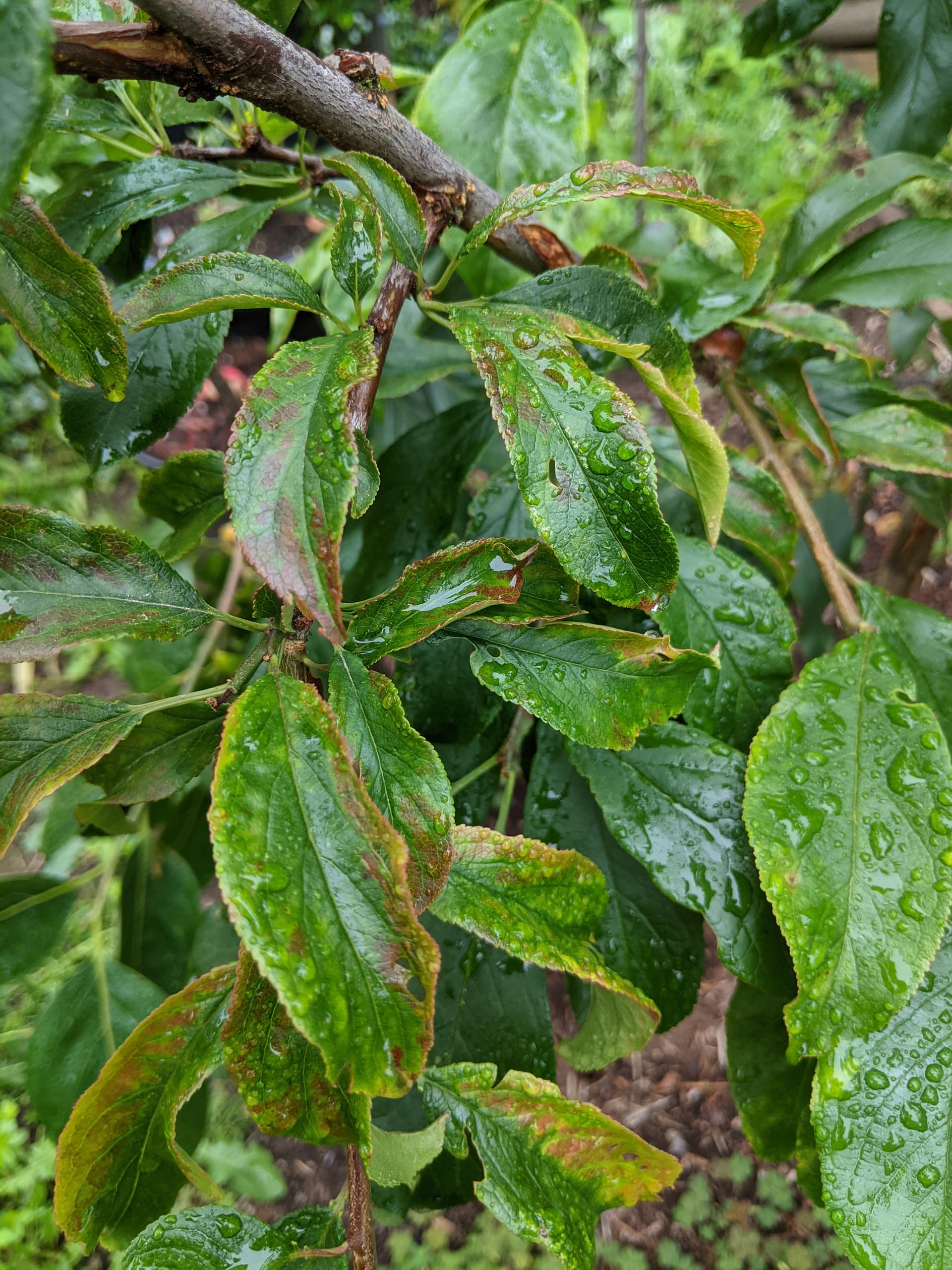 Satsuma plum leaf damage General Fruit Growing Growing Fruit