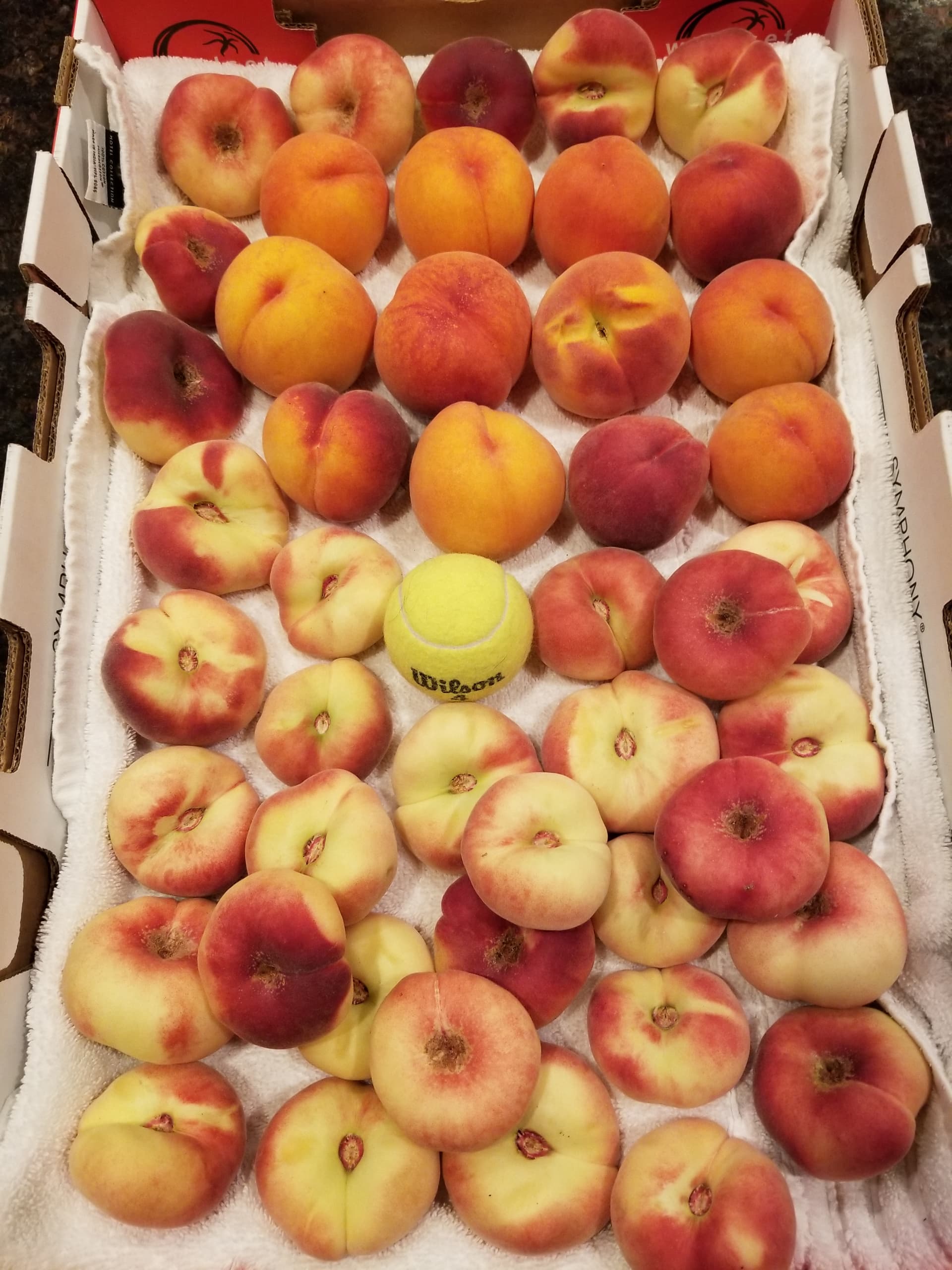 First Decent Fruit this Year General Fruit Growing Growing Fruit