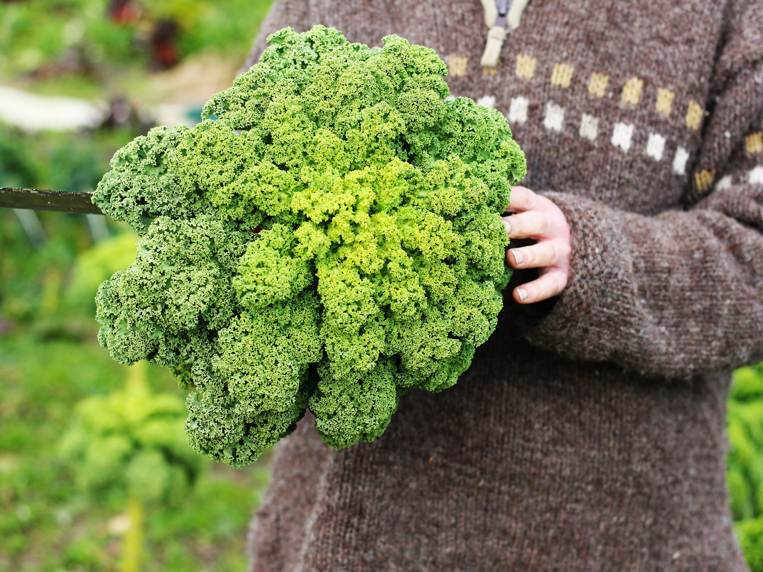 Nurseries Organic Vegetables