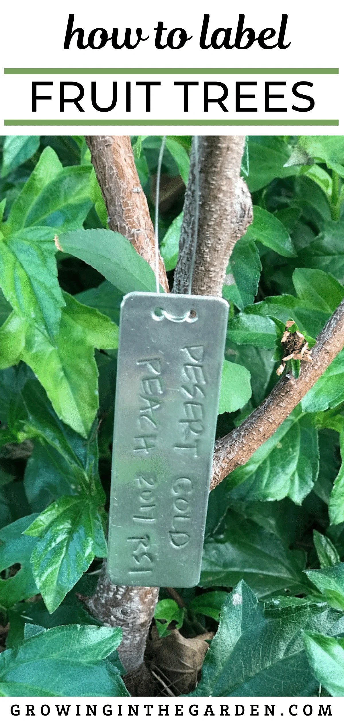 Labeling Trees The Last Step in Planting Growing In The Garden