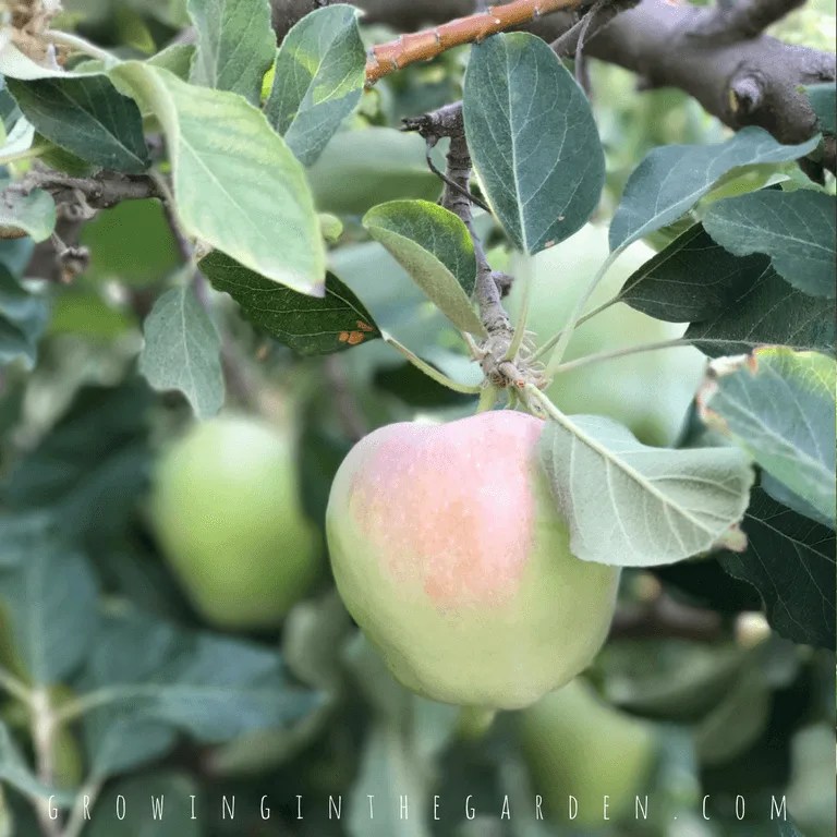 Arizona Fruit Planting Guide A Visual Guide for Low Desert Fruit