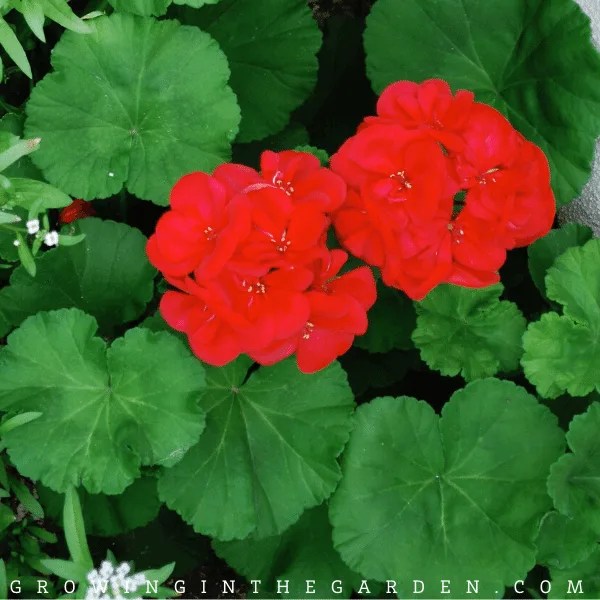 10 EasytoGrow Fall Flowers Growing In The Garden