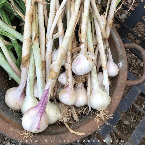 Arizona Herb Planting Guide A Visual Guide for Low Desert Herbs
