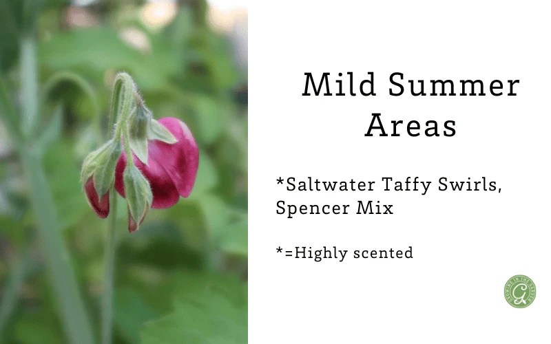 How to Grow Sweet Peas 5 Tips for Growing Sweet Peas Growing In The