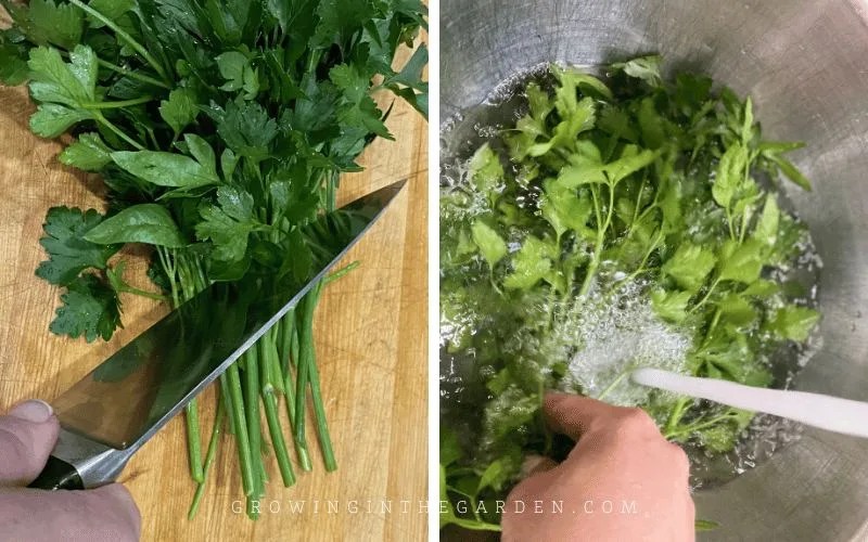 How to Grow Parsley Growing In The Garden