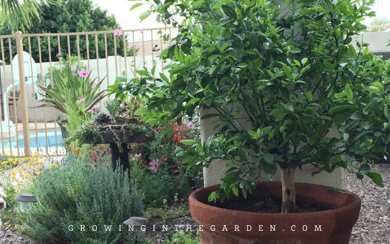 Citrus in Containers 10 Tips for Success Growing In The Garden