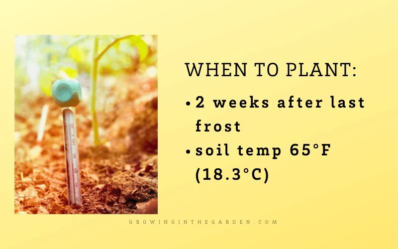 How to Grow Sweet Potatoes Growing In The Garden