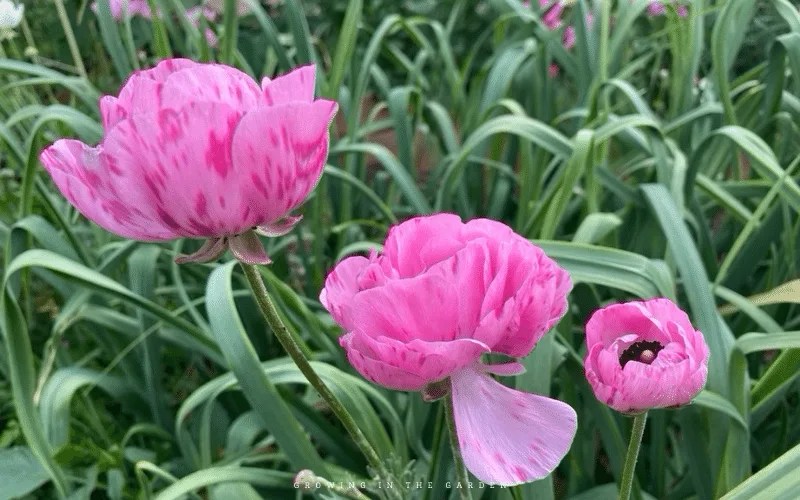 How to Grow Ranunculus Growing In The Garden