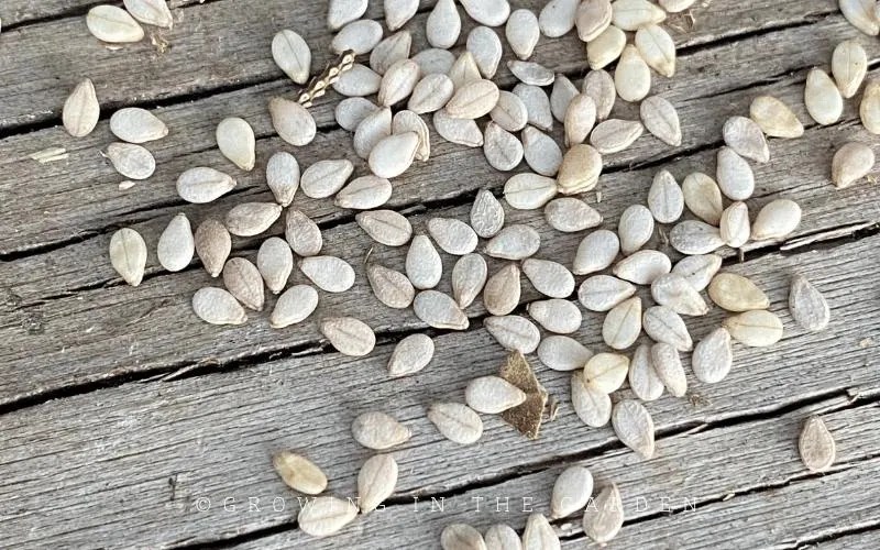 How to Grow Sesame Seeds Growing In The Garden