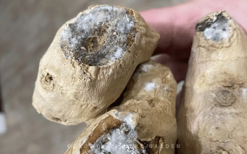 Fast & Easy Ways to PreSprout Ginger & Turmeric Growing In The Garden