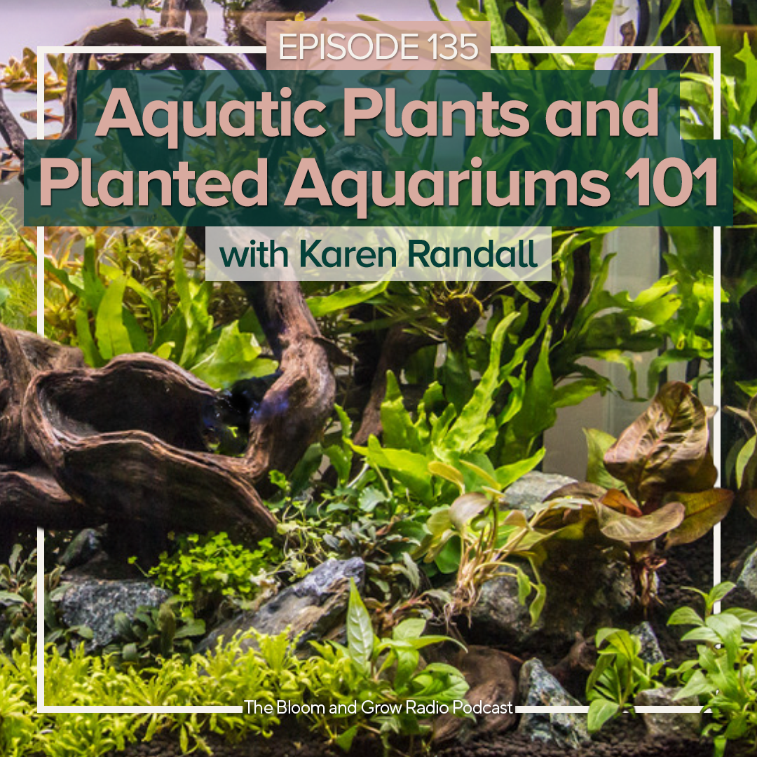 Aquatic Plants and Planted Aquariums with 101 with Karen Randall, Ep