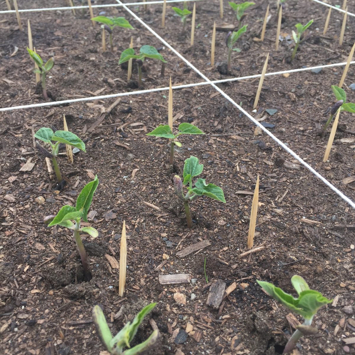 Keeping Cats out of the Garden Growing North