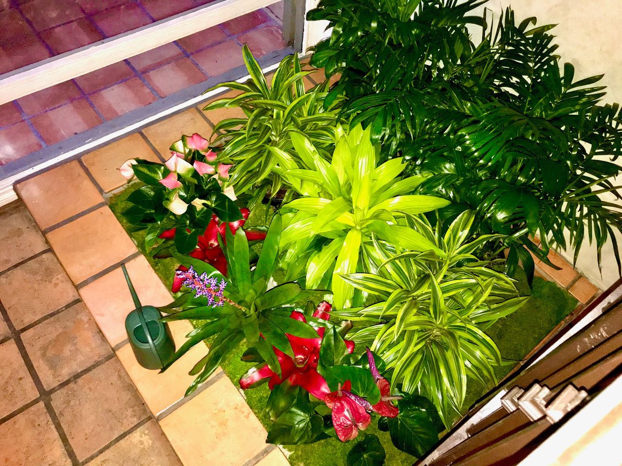 Process Behind Professional Indoor Plant Care Services
