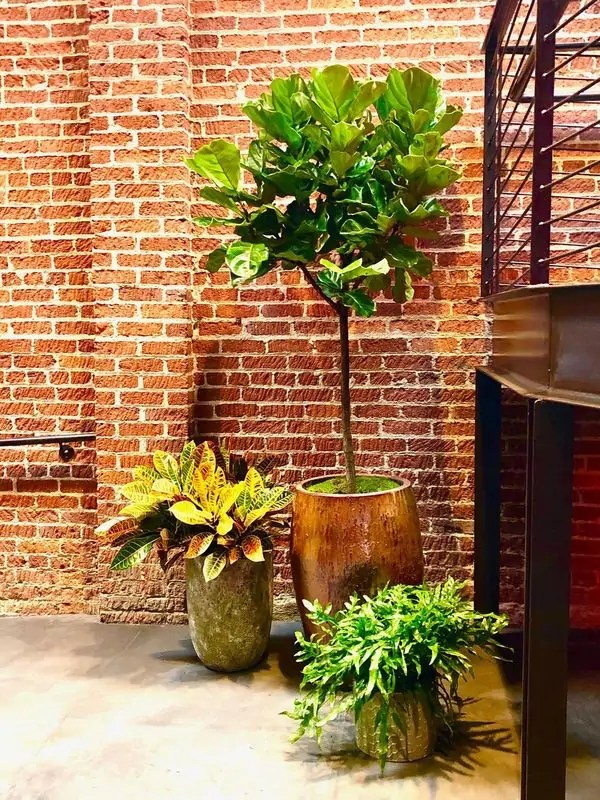 Growing Roots Indoor Plant Care Pros Growing Roots Indoor Plant Care