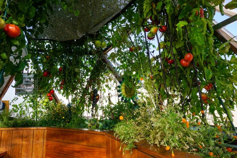 Greenhouse Planting Guide Growing Dome Gardening Advice